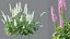 AVPlantCommonFoxgloveDigitalisPurpureaCandyMountain