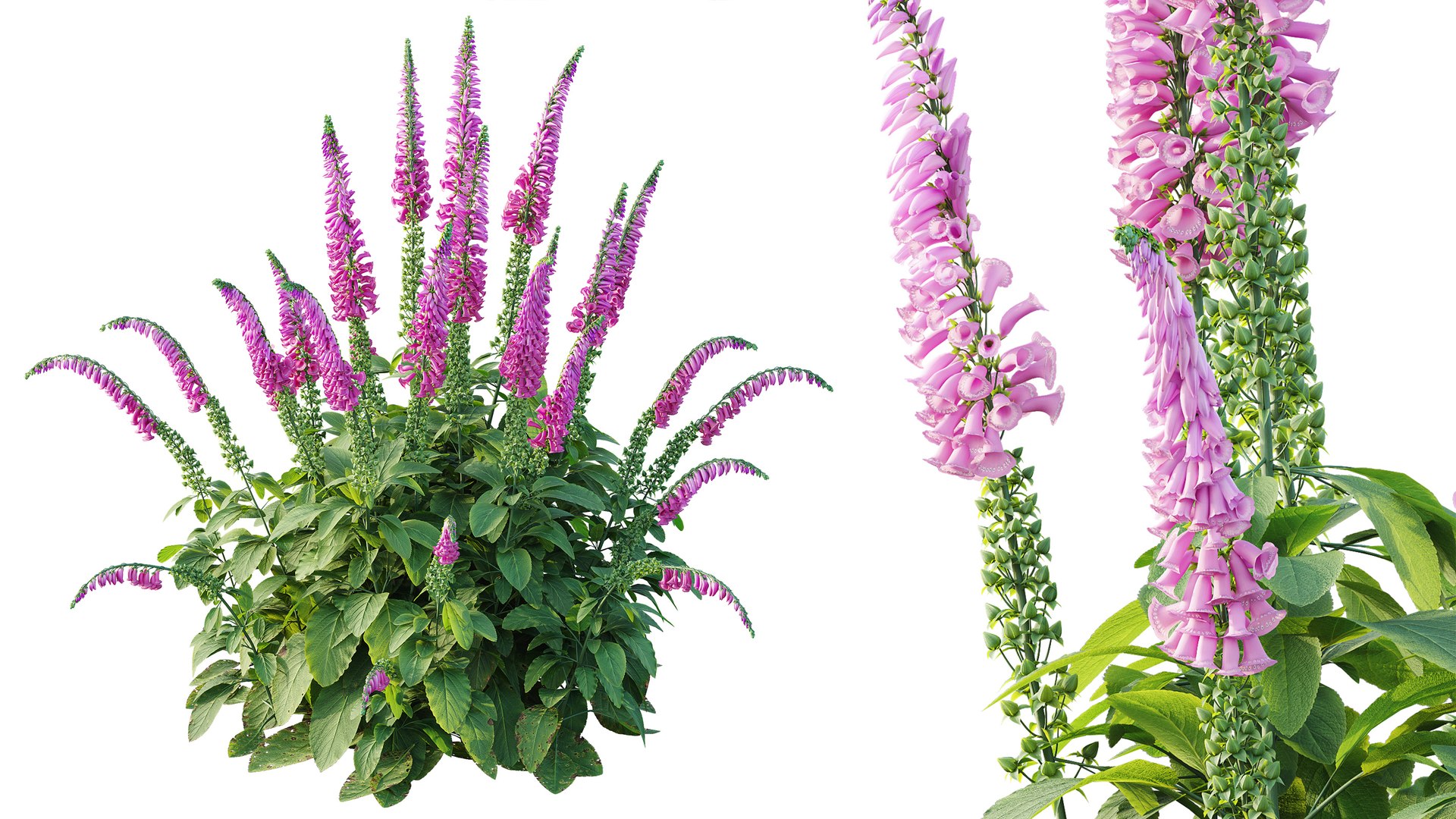 AVPlantCommonFoxgloveDigitalisPurpureaCandyMountain 3D model https://p.turbosquid.com/ts-thumb/7h/Wr2ZyU/zc/3/jpg/1792414105/1920x1080/fit_q87/942b5a57bbfaad107fd504ffd078c49bd7f6c87d/3.jpg