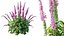 AVPlantCommonFoxgloveDigitalisPurpureaCandyMountain
