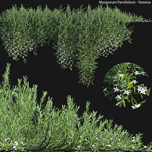 3D model Myoporum Parvifolium - Yareena 02