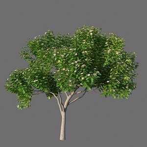 3D XfrogPlants Autograph Tree -Clusia Rosea