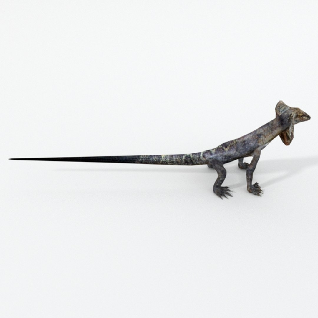 kingy lizard 3D model https://p.turbosquid.com/ts-thumb/7h/dsLyKI/eVEZ6VIf/lagartokingy_realistic_side/jpg/1546957667/1920x1080/fit_q87/571c076a546376c1ed584d2d47e3670b99a5721c/lagartokingy_realistic_side.jpg