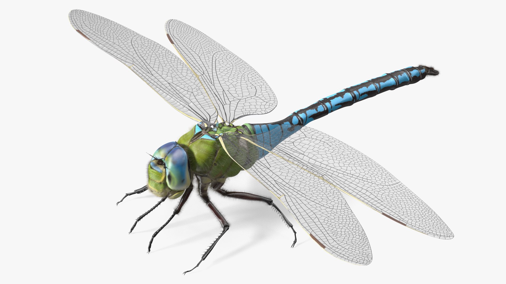 Dragonfly Fur 3D model preview