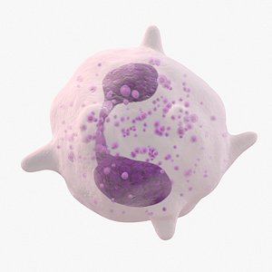 white blood cell eosinophil 3D model