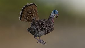 3D Wild turkey