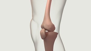 Human anatomy X-ray  body bones organs  knee 3D
