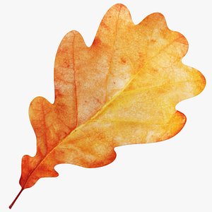 Oak Leaf V4