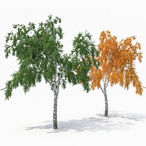 birch tree seasons 3D model