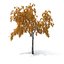 birch tree seasons 3D model
