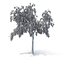 birch tree seasons 3D model