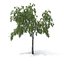 birch tree seasons 3D model