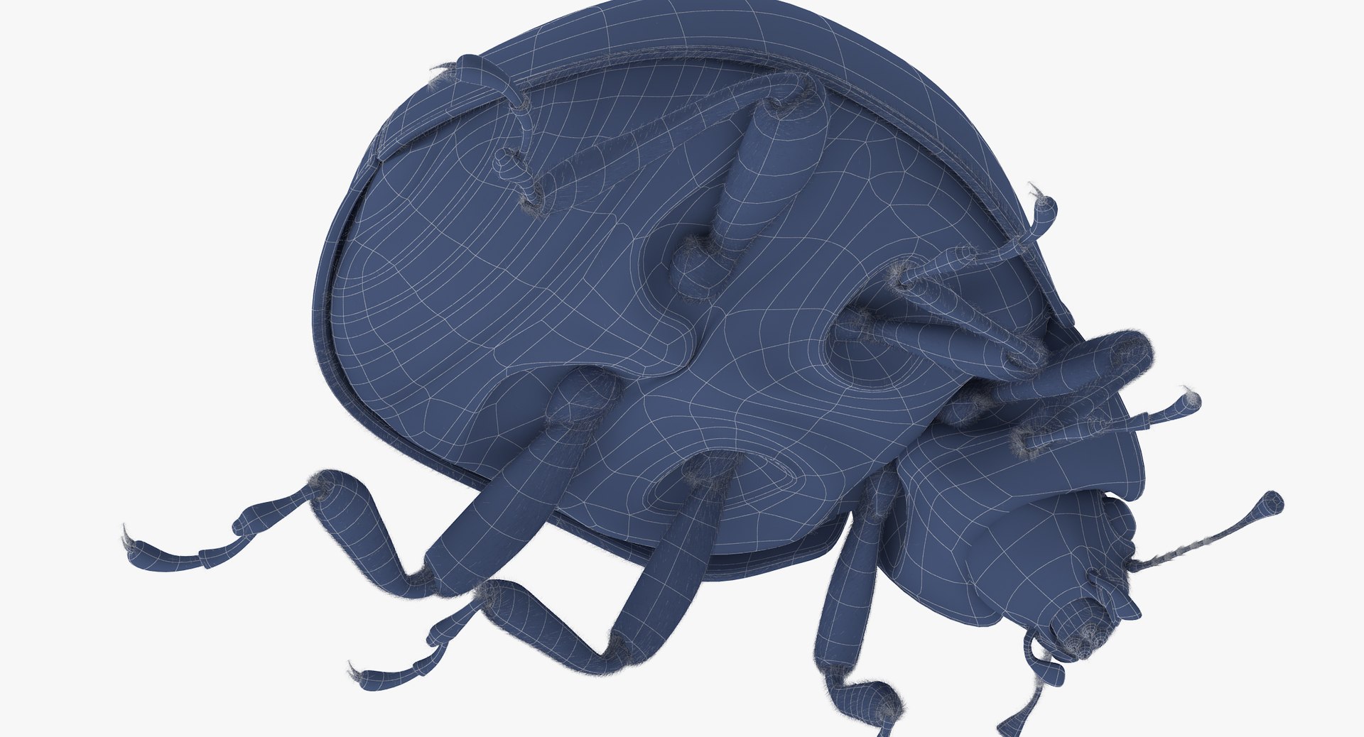 3d Ladybug Lady Bug Model