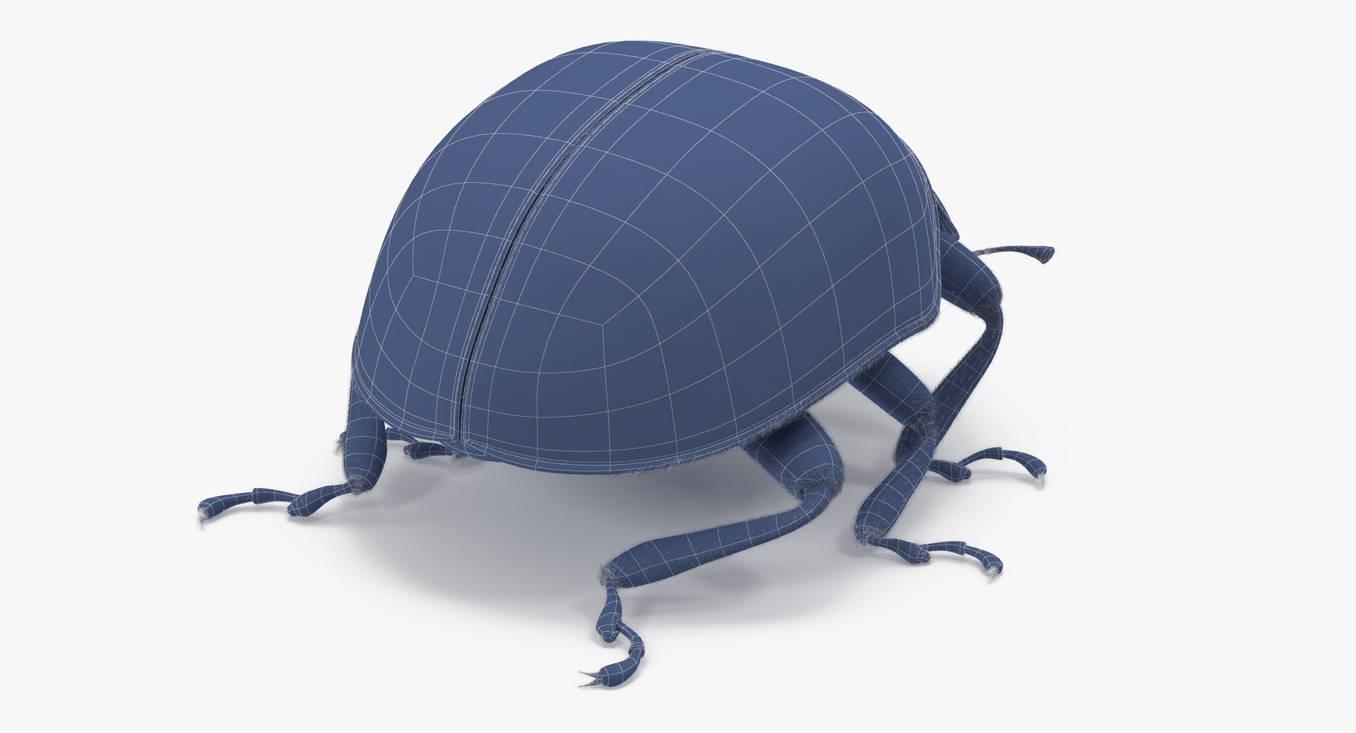 3d Ladybug Lady Bug Model