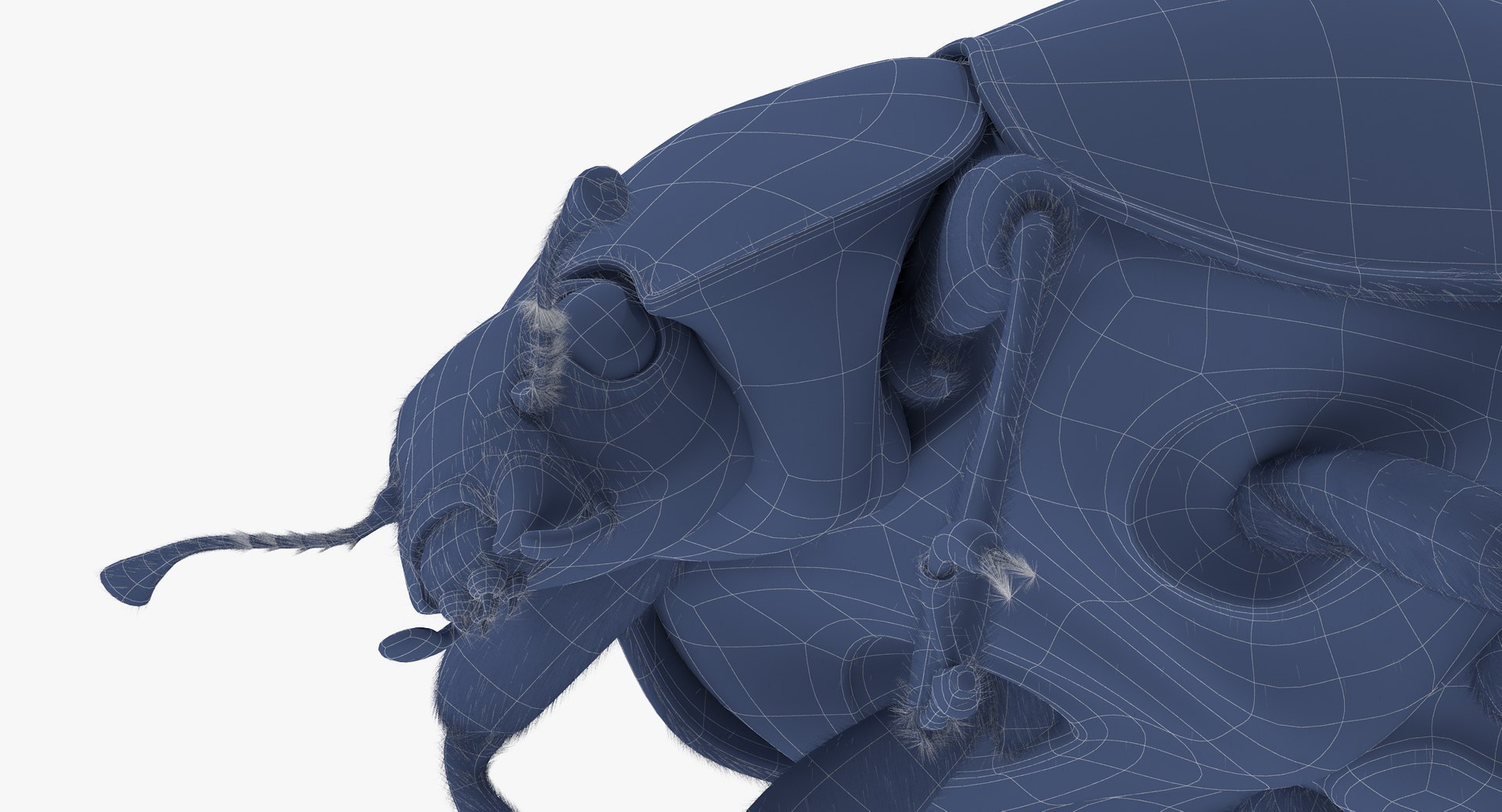 3d Ladybug Lady Bug Model