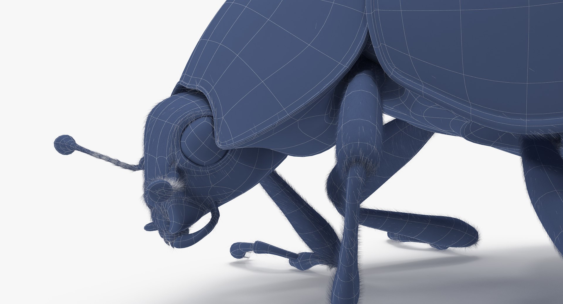 3d Ladybug Lady Bug Model