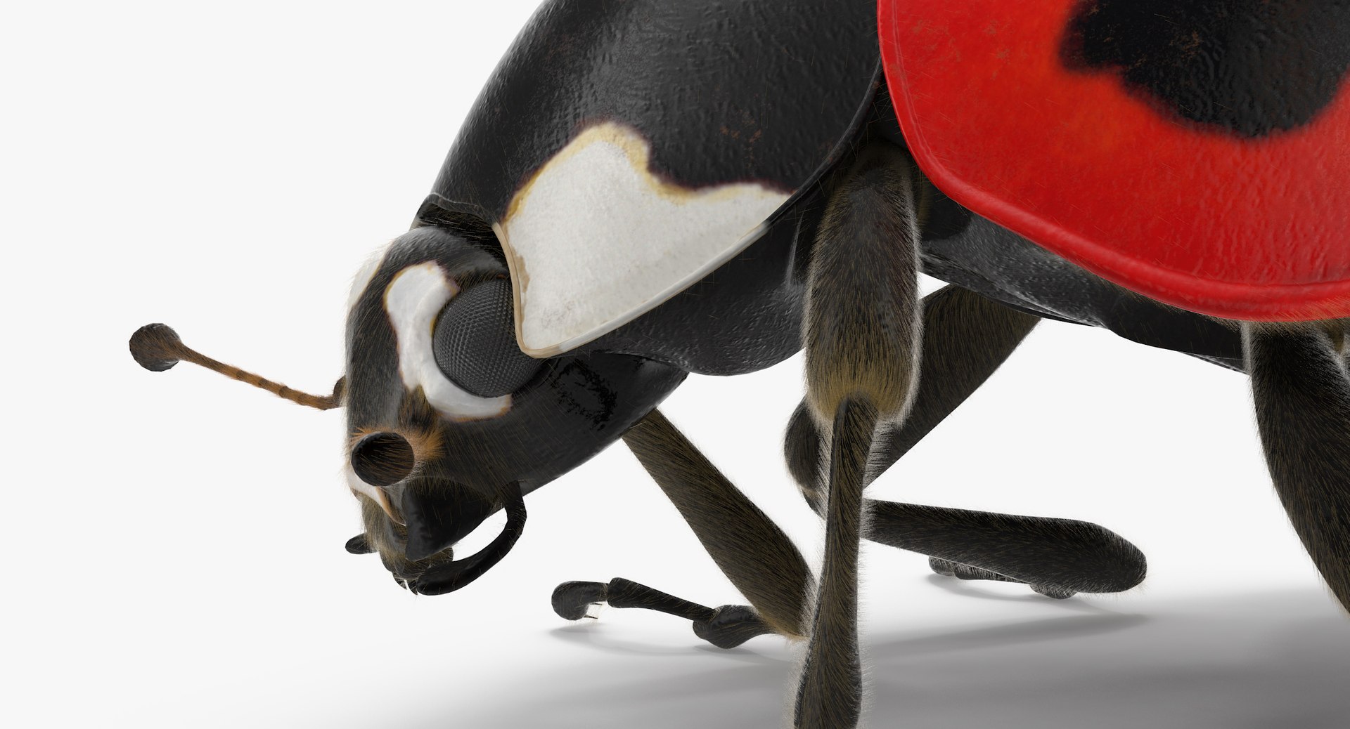 3d Ladybug Lady Bug Model