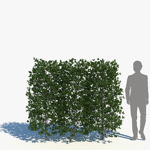3D model ubamegashi hedge 1800 a