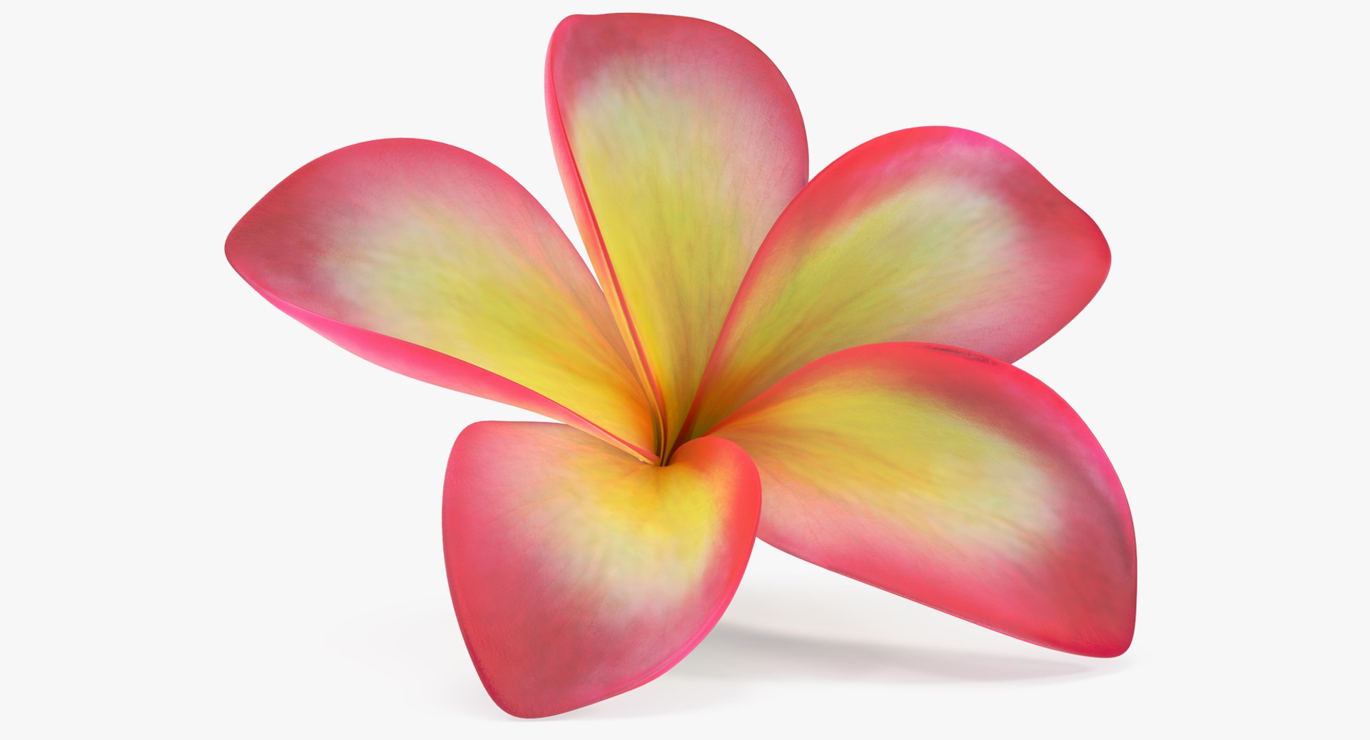 3D plumeria exotic flower model https://p.turbosquid.com/ts-thumb/7i/QeRiN7/0y3DfoMX/plumeriaexoticflowermb3dmodel001/jpg/1508681858/1920x1080/fit_q87/20a03e42d780e3a5778be0efe5b189fa1251b160/plumeriaexoticflowermb3dmodel001.jpg