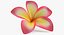 3D plumeria exotic flower model