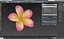 3D plumeria exotic flower model
