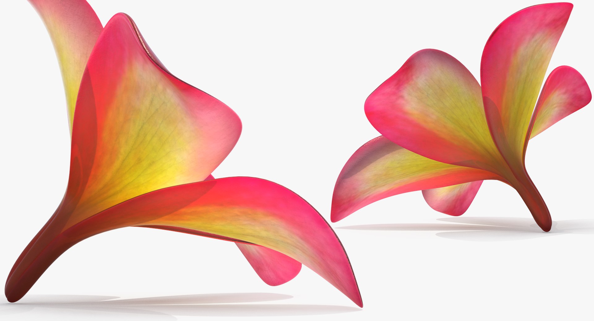 3D plumeria exotic flower model https://p.turbosquid.com/ts-thumb/7i/QeRiN7/Kqq7kvos/plumeriaexoticflowermb3dmodel006/jpg/1508681859/1920x1080/fit_q87/bfb6054d9c0acccb69eaa429039e591dcf48edec/plumeriaexoticflowermb3dmodel006.jpg