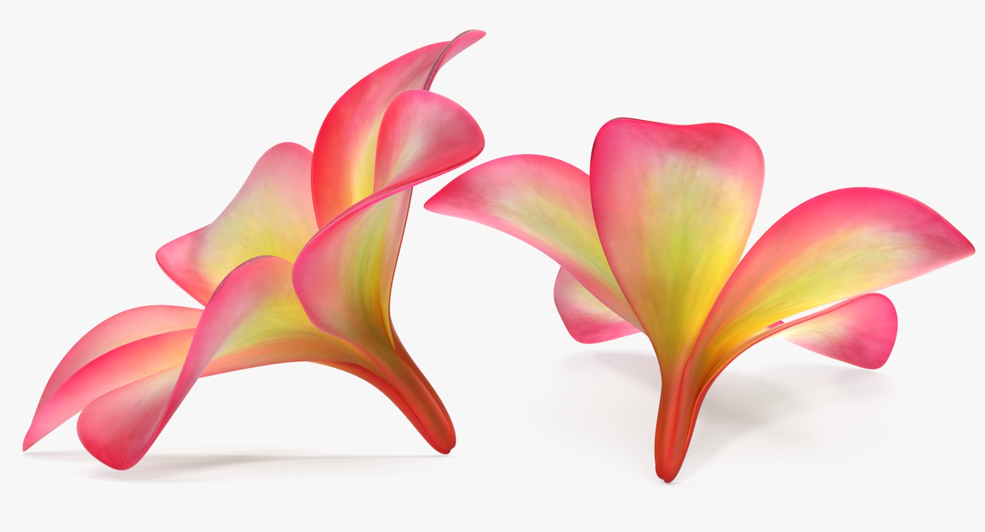 3D plumeria exotic flower model https://p.turbosquid.com/ts-thumb/7i/QeRiN7/RgEhZQGQ/plumeriaexoticflowermb3dmodel004/jpg/1508681858/1920x1080/fit_q87/a639f87d1978d8cca9866a54f9495b1cbb390fc9/plumeriaexoticflowermb3dmodel004.jpg