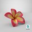 3D plumeria exotic flower model