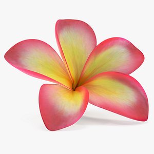 3D plumeria exotic flower model