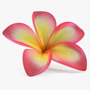 Plumeria Exotic Flower