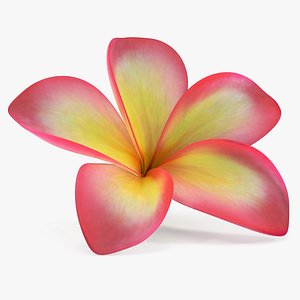 Plumeria Exotic Flower