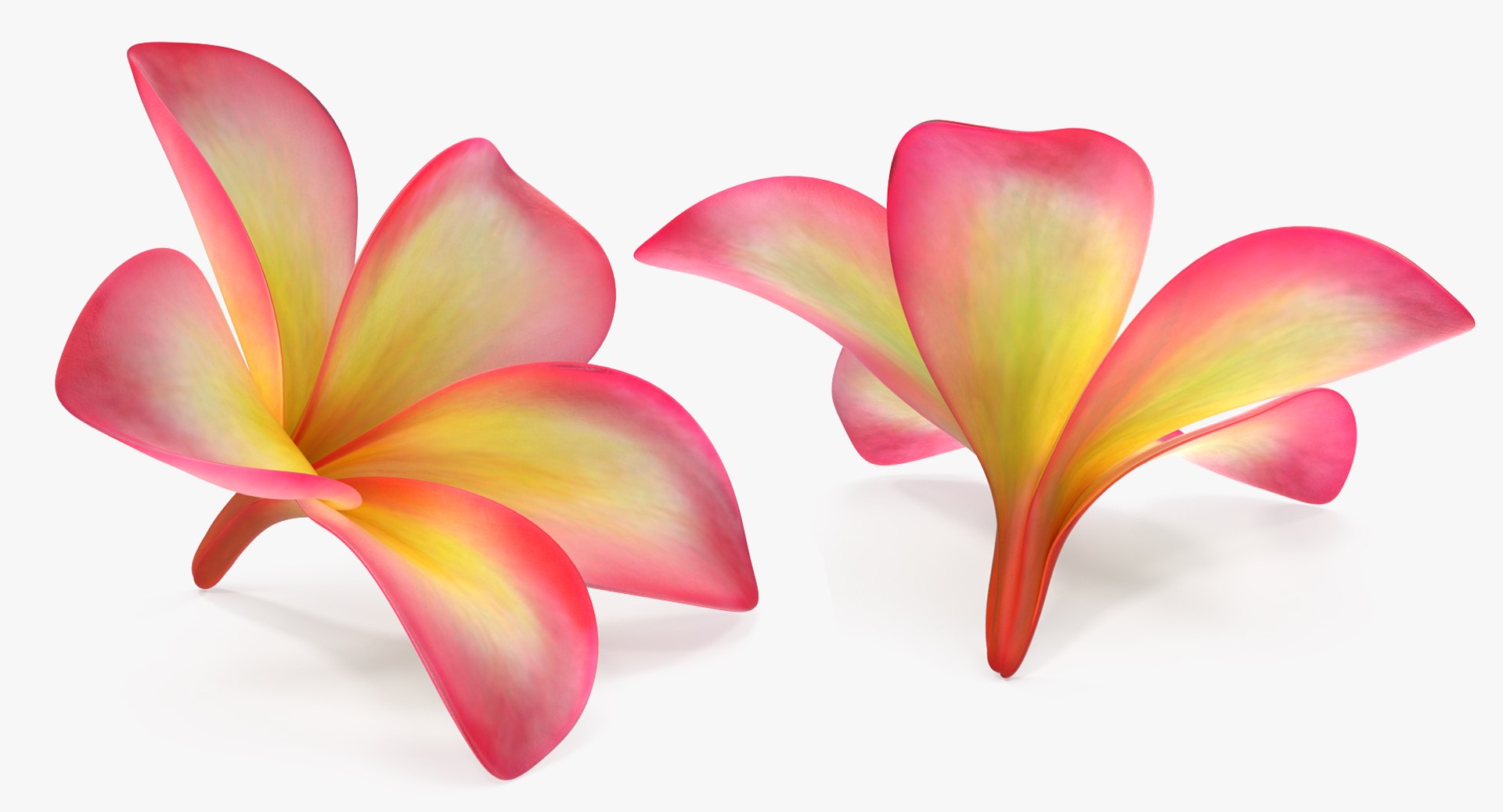 3D plumeria exotic flower model https://p.turbosquid.com/ts-thumb/7i/QeRiN7/tVqamfLH/plumeriaexoticflowermb3dmodel003/jpg/1508681858/1920x1080/fit_q87/59c5fbe792f9284241d6057a779bc29690c86d9e/plumeriaexoticflowermb3dmodel003.jpg
