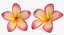 3D plumeria exotic flower model