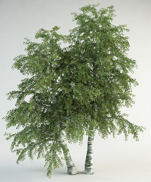 3d model realistic birch