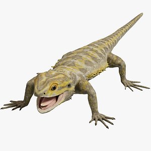 Bearded Dragon 3D Model 3D