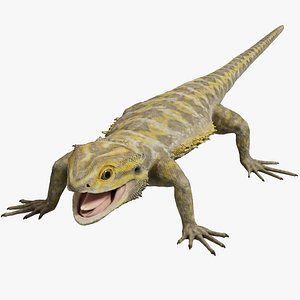 Bearded Dragon 3D Model
