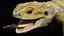 Bearded Dragon 3D Model 3D