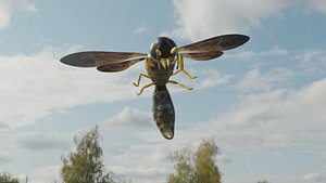 Wasp