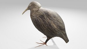 2xPack Kiwi and Baby chick 3D model