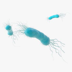 Pseudomonas Aeruginosa