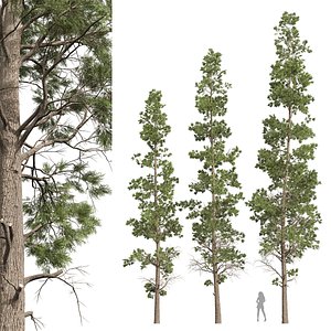 3D New Plant High detail Sphaeropteris Lepifera02 model