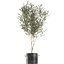 decorative olive tree black 3D model