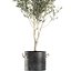 decorative olive tree black 3D model