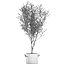decorative olive tree black 3D model