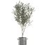decorative olive tree black 3D model