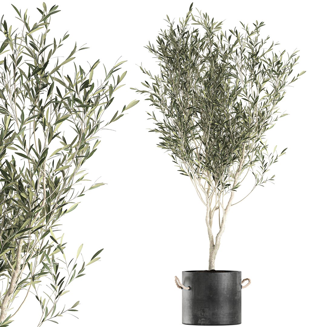 decorative olive tree black 3D model https://p.turbosquid.com/ts-thumb/7j/q7meYz/vfjS86b8/oliva2107202000/jpg/1595421915/1920x1080/fit_q87/60b1871b488e9255fc8884fe8721e933e74b5030/oliva2107202000.jpg
