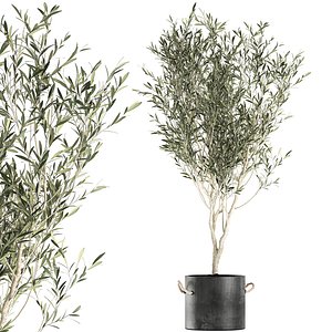 decorative olive tree black 3D model