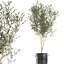 decorative olive tree black 3D model