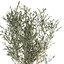 decorative olive tree black 3D model
