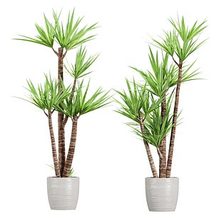 3D Yucca Plants for Indoors Vol 388