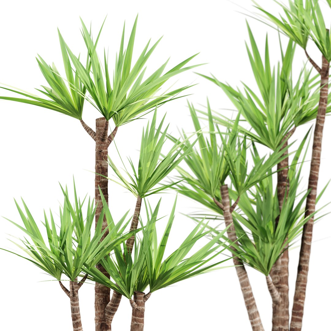 3D Premium Indoor &amp; Outdoor Plant Collection Bundle 100 https://p.turbosquid.com/ts-thumb/7j/ubwClW/sb/2/jpg/1770895648/1920x1080/fit_q87/e3894f187e8e50c48d89fc015dd8c20c2f043b52/2.jpg